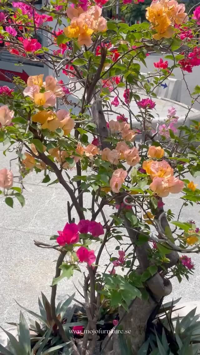 Instagram post from mojofurnitureliving. This post is in position 9.