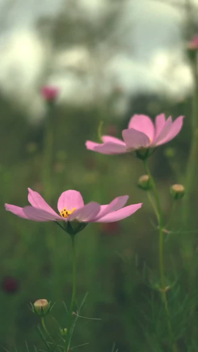 Instagram post from mojofurnitureliving. This post is in position 1.